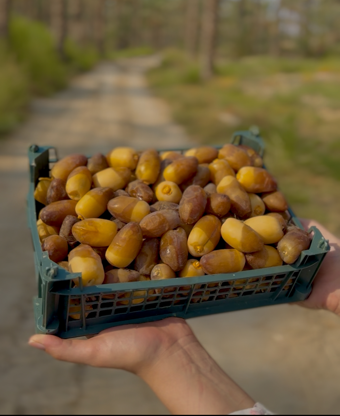 رطب کبکاب