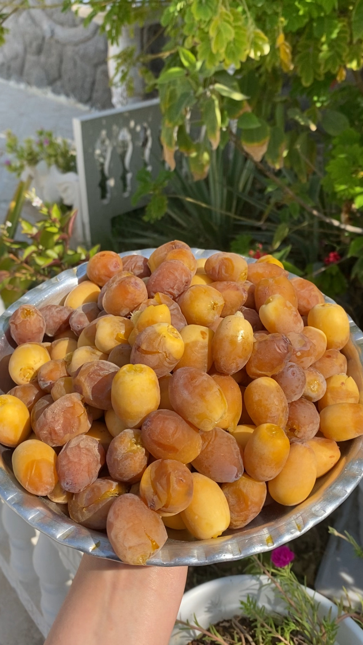 رطب برهی
