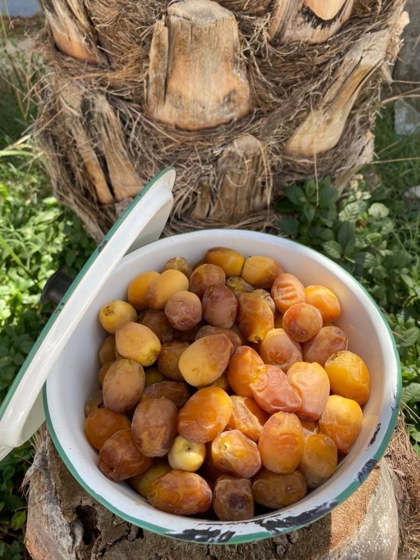 رطب برهی